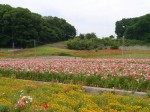 こうのす花まつりの写真のサムネイル写真40