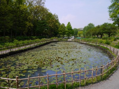 上尾丸山公園の写真20