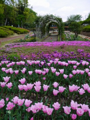 上尾丸山公園の写真36