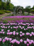 上尾丸山公園の写真のサムネイル写真36