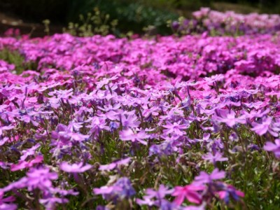 上尾丸山公園の写真37