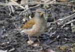 北本自然観察公園の写真のサムネイル写真42