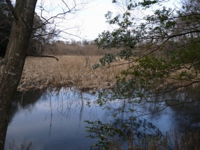 北本自然観察公園の写真40