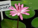 川口市立グリーンセンターの写真のサムネイル写真28