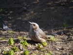 川口市立グリーンセンターの写真のサムネイル写真68