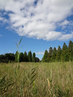 川口自然公園の写真17