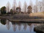 川口自然公園の写真のサムネイル写真26