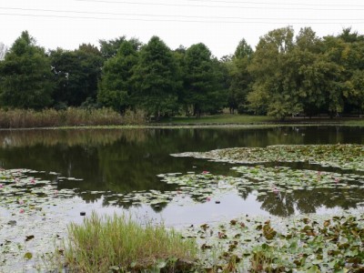 見沼自然公園の写真17