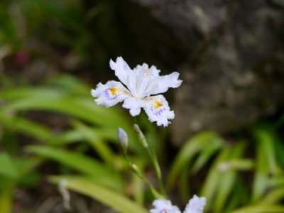 神流川と三波石峡の資料館の写真21