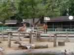 埼玉県こども動物自然公園の写真のサムネイル写真206