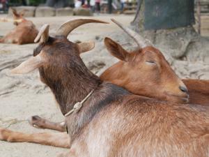 埼玉県こども動物自然公園の写真2