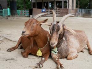 埼玉県こども動物自然公園の写真3