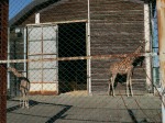 埼玉県こども動物自然公園の写真のサムネイル写真4