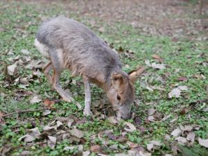 埼玉県こども動物自然公園の写真16