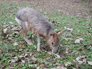 埼玉県こども動物自然公園の写真16