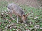 埼玉県こども動物自然公園の写真のサムネイル写真16