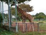 埼玉県こども動物自然公園の写真のサムネイル写真225