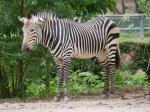 埼玉県こども動物自然公園の写真のサムネイル写真226