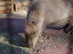 埼玉県こども動物自然公園の写真のサムネイル写真27