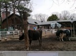 埼玉県こども動物自然公園の写真のサムネイル写真34