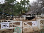 埼玉県こども動物自然公園の写真のサムネイル写真39