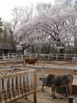 埼玉県こども動物自然公園の写真のサムネイル写真58