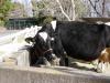 埼玉県こども動物自然公園の写真のサムネイル写真188