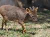 埼玉県こども動物自然公園の写真のサムネイル写真196