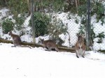 埼玉県こども動物自然公園の写真のサムネイル写真71