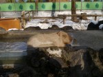 埼玉県こども動物自然公園の写真のサムネイル写真72