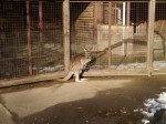 埼玉県こども動物自然公園の写真のサムネイル写真77