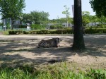埼玉県こども動物自然公園の写真のサムネイル写真84