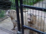 埼玉県こども動物自然公園の写真のサムネイル写真99