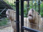 埼玉県こども動物自然公園の写真のサムネイル写真100