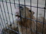 埼玉県こども動物自然公園の写真のサムネイル写真103