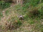 埼玉県こども動物自然公園の写真のサムネイル写真108