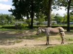 埼玉県こども動物自然公園の写真のサムネイル写真111