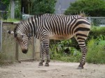 埼玉県こども動物自然公園の写真のサムネイル写真119