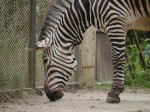 埼玉県こども動物自然公園の写真のサムネイル写真120