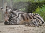 埼玉県こども動物自然公園の写真のサムネイル写真121