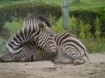 埼玉県こども動物自然公園の写真のサムネイル写真122