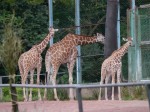 埼玉県こども動物自然公園の写真のサムネイル写真124