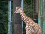 埼玉県こども動物自然公園の写真のサムネイル写真125