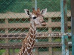 埼玉県こども動物自然公園の写真のサムネイル写真126