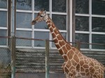 埼玉県こども動物自然公園の写真のサムネイル写真127
