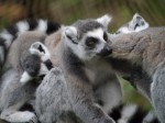 埼玉県こども動物自然公園の写真のサムネイル写真130