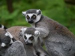 埼玉県こども動物自然公園の写真のサムネイル写真132