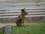 埼玉県こども動物自然公園の写真のサムネイル写真134