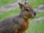 埼玉県こども動物自然公園の写真のサムネイル写真136