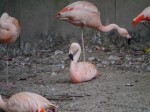 埼玉県こども動物自然公園の写真のサムネイル写真138